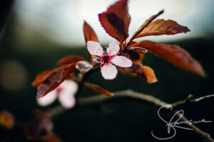 Tree blossom Nature Photography by Sophie Ransome